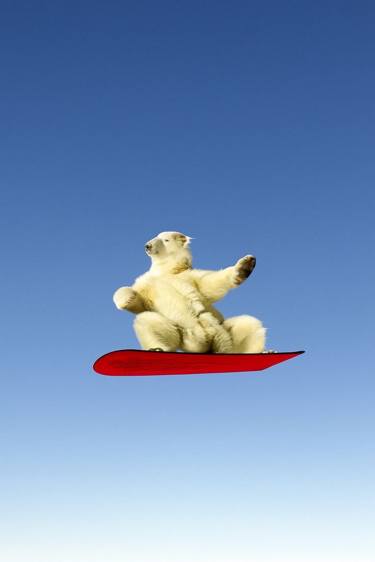 Polar bear surfing artwork